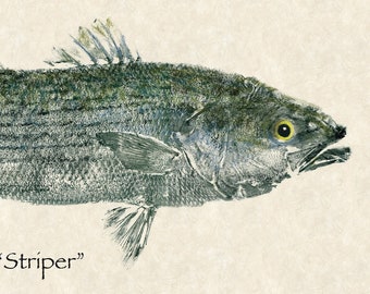 Large limited edition "Striper" gyotaku print