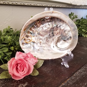 Large Vintage Abalone Sea Shell 5 3/4&quot; * Absolutely Gorgeous Colors