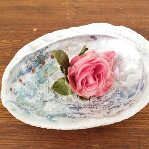 Vintage Abalone Natural Sea Shell Iridescent for Home Decor * Unpolished