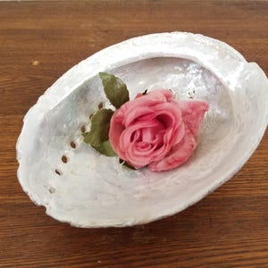 Vintage Abalone Natural Sea Shell Iridescent for Home Decor Unpolished