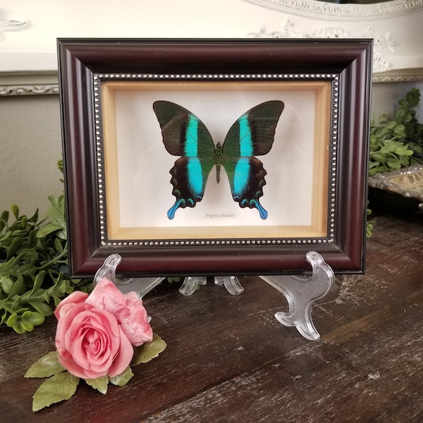 Framed Gorgeous Papilio Blumei Butterfly Floating in a Wood Shadowbox Under Glass