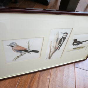 Are you a bird lover? 21&quot; x 12&quot; Framed & Matted Original Illustrations of BRITISH BIRDS