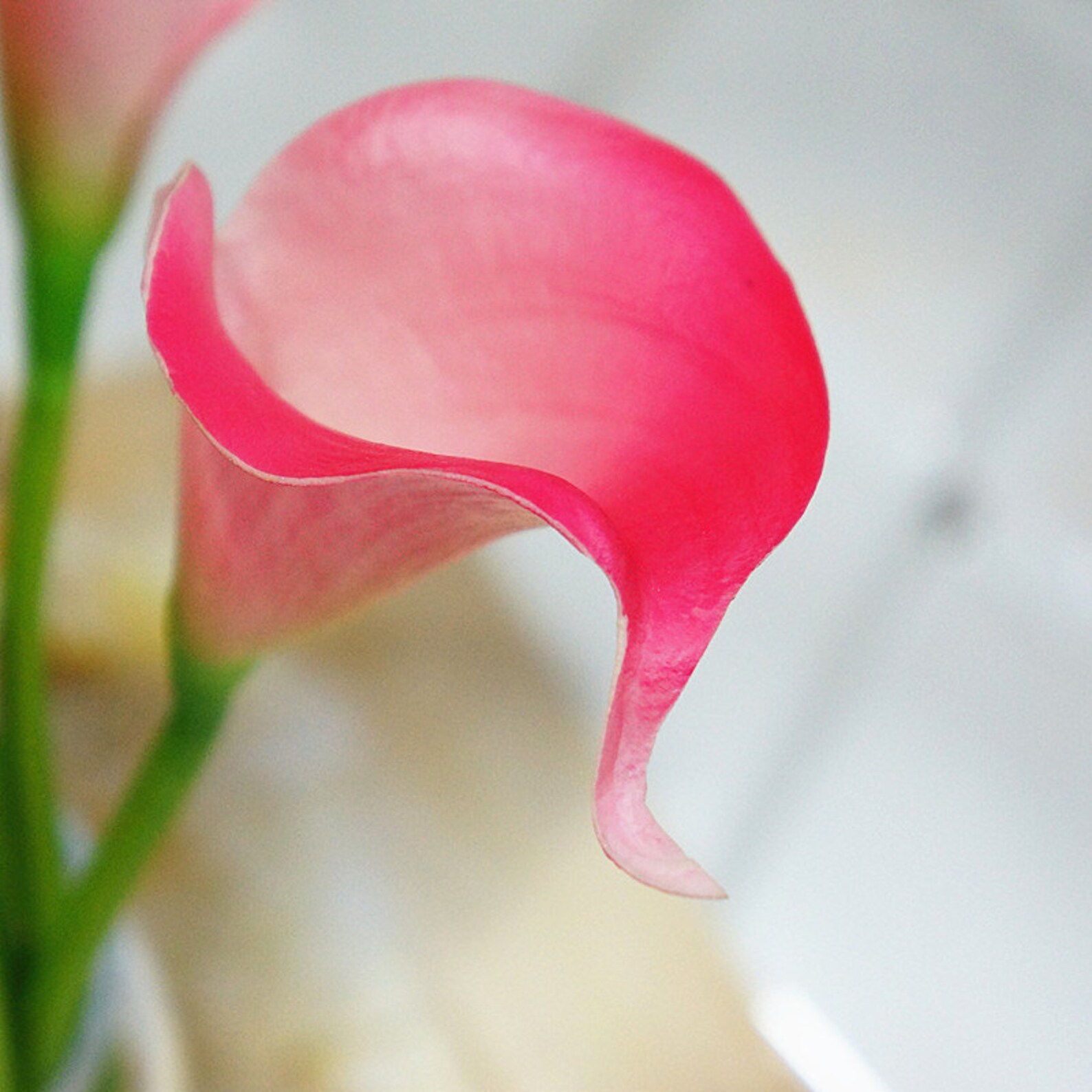 Hot Pink Calla Lilies Real Touch Lily Bouquets Fushia Callas Etsy Uk