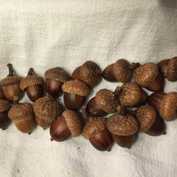 Acorn caps and bottoms from New Hampshire-. 20 pieces