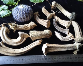 12 natuurlijke gedroogde pompoenstelen, rustieke herfstknutselbenodigdheden, bulkstelen