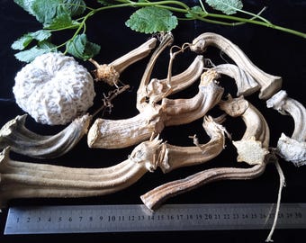 Echte gedroogde pompoenstelen voor knutselen, herfstdecor, Halloween DIY (12 stuks)
