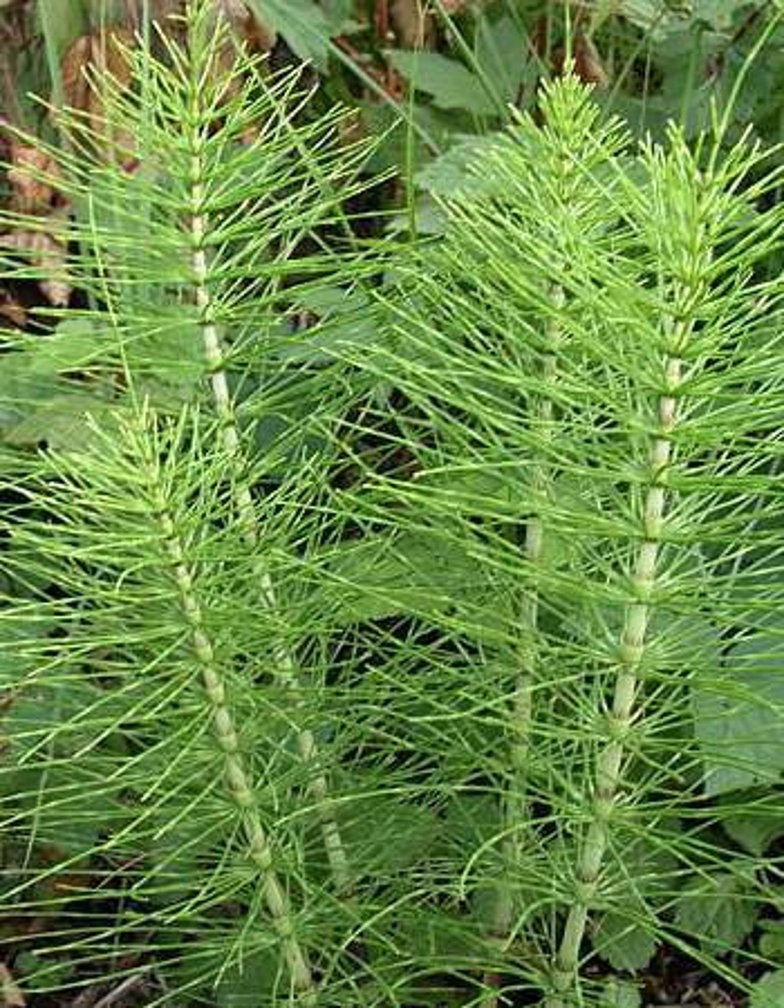 50 grams 1.77oz Dry Horsetail Tea Garden Horsetail Herbal Etsy