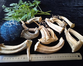 Echte gedroogde pompoenstelen voor knutselen, herfstdecor, Halloweendecoraties