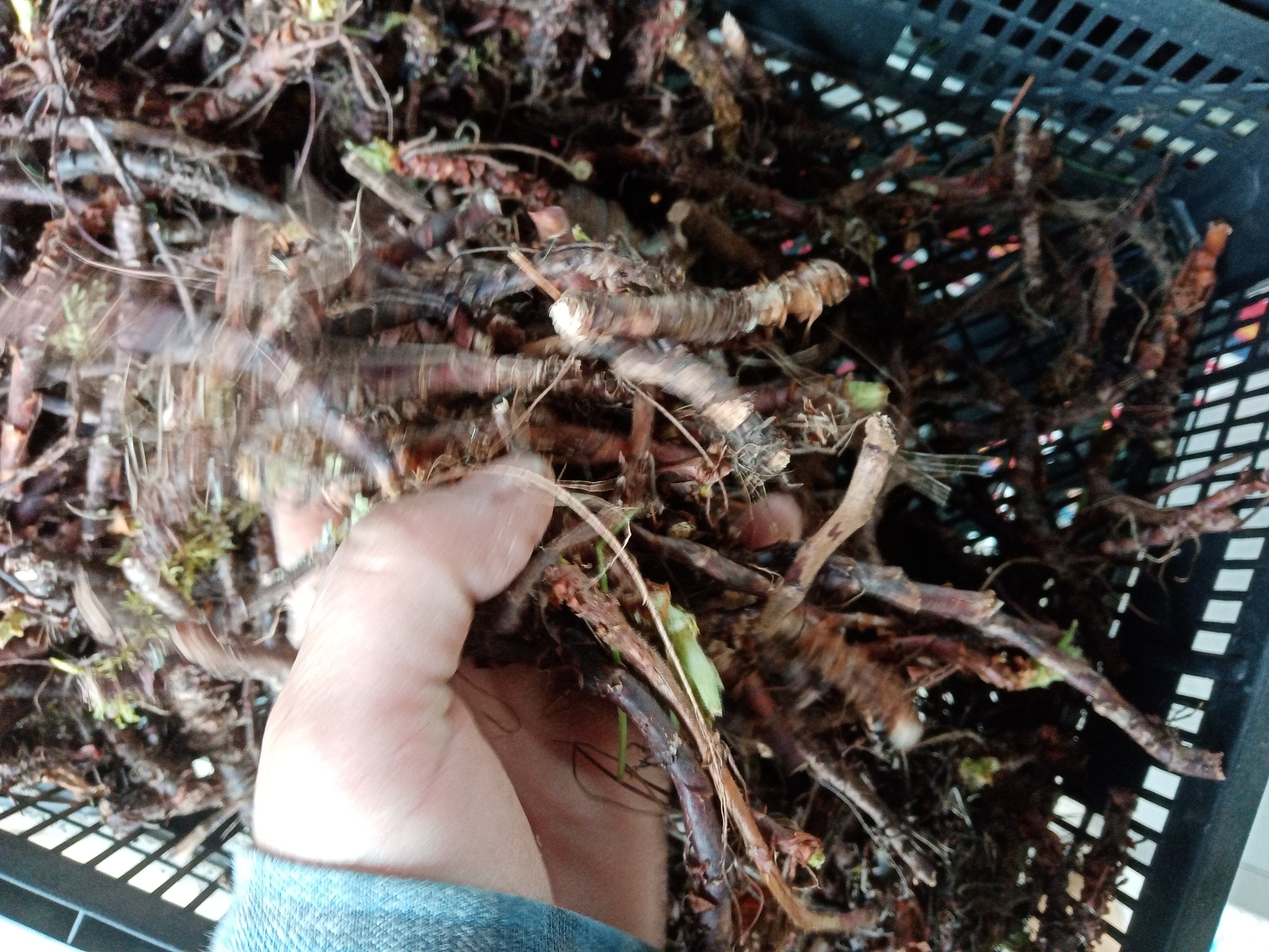 50 grams 1.77oz Dry Wild Roots Geranium Geranium Maculatum Etsy