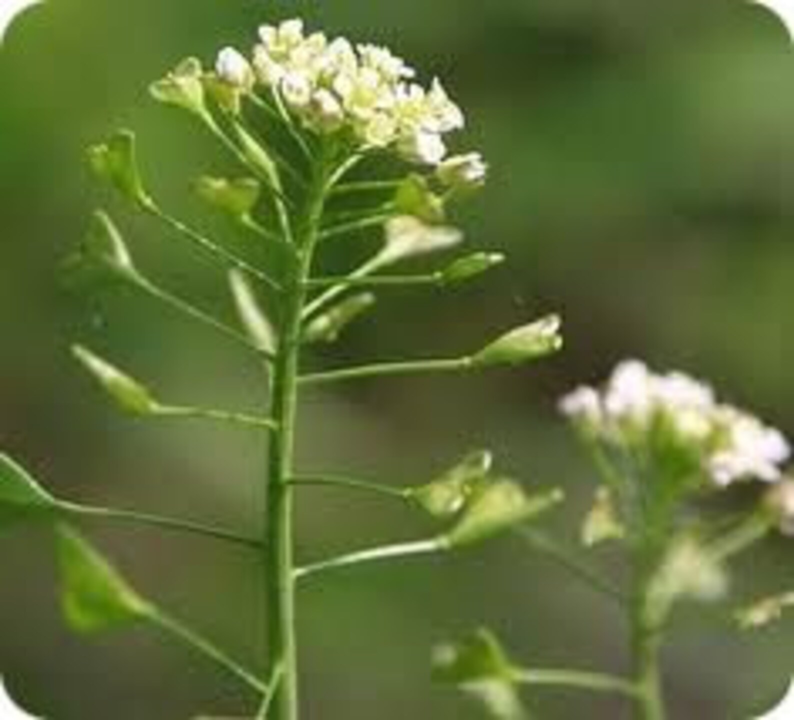 50 grams SHEPHERD'S PURSE TEA Etsy