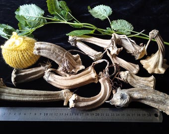 12 echte gedroogde pompoenstelen, rustiek herfstdecor, doe-het-zelfartikelen, gebreide pompoen cadeau