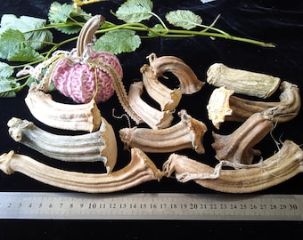 12 echte gedroogde pompoenstelen, rustiek herfstdecor, knutselen, halloweenversieringen, gebreid pompoencadeau