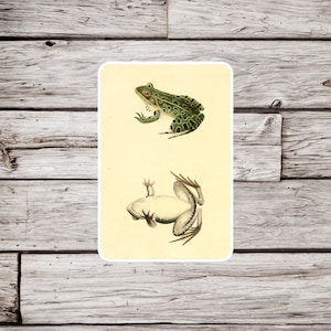 Leopard Frog Sticker, Natural History Sticker, Waterproof Sticker, Vintage Frog Sticker, Amphibian Sticker, Frog Sticker, Animal Sticker
