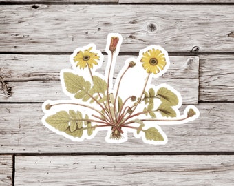 May include: A vintage illustration of a yellow flower with multiple stems and leaves. The flower is isolated on a white background.