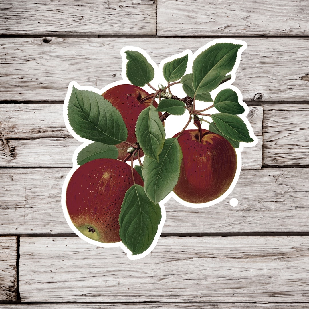 Apple Sticker, Fruit Sticker, Vintage Print Apple Sticker, Botanical ...