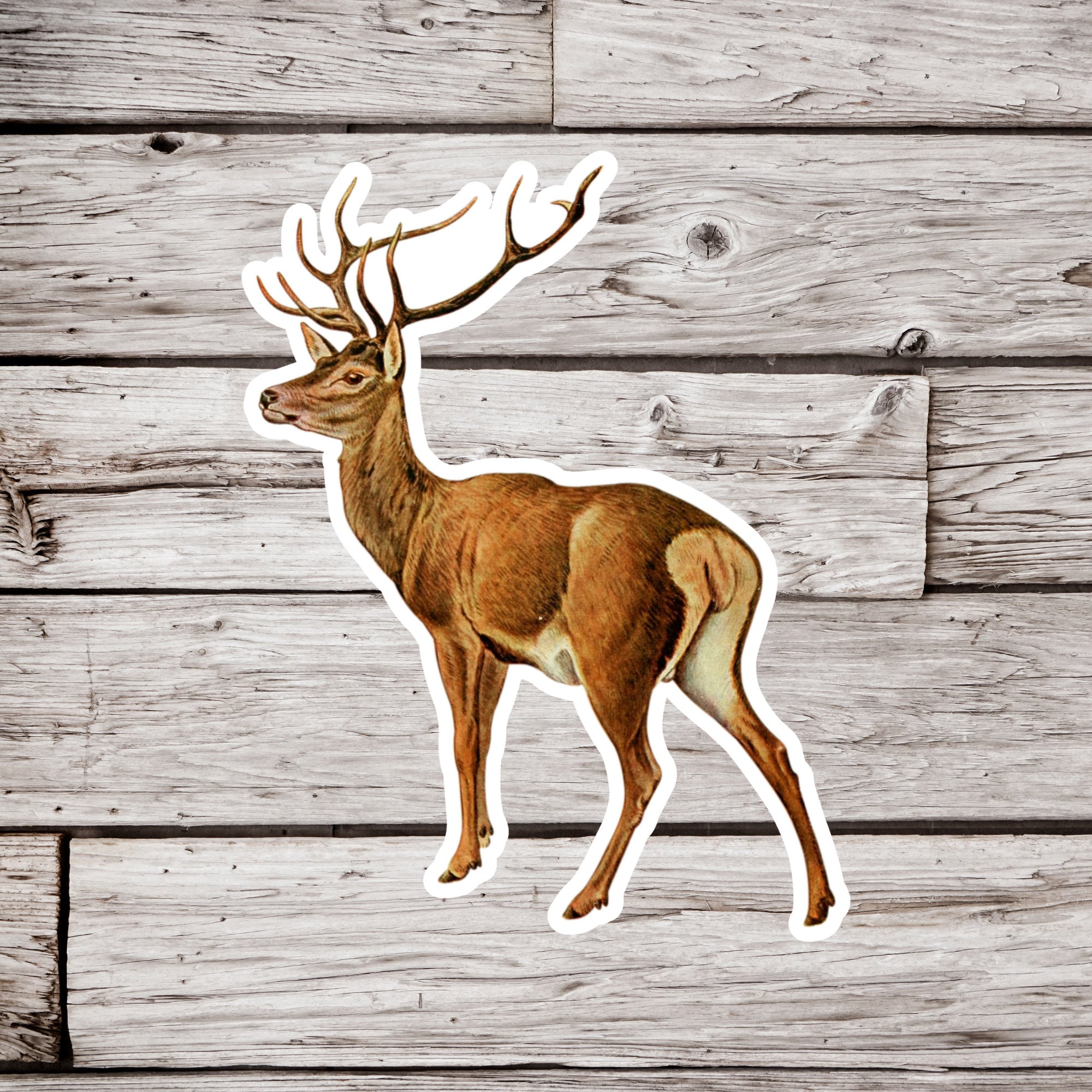 Deer Sticker, Stag Sticker, Buck Sticker, Animal Sticker, Wildlife ...