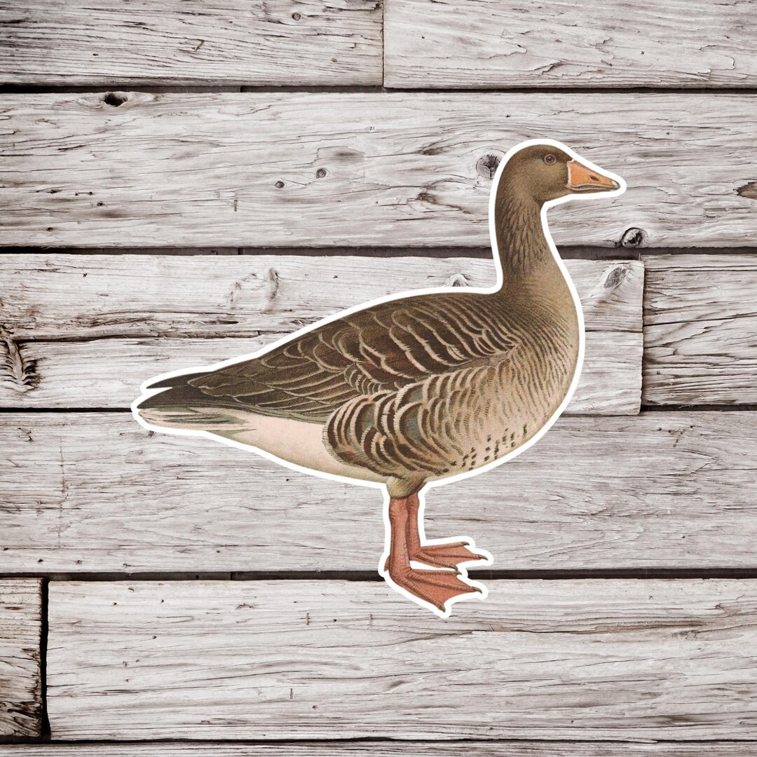 Sticker Printable Goose Goose Sticker, Waterfowl Sticker, Duck Sticker, Bird Sticker ...