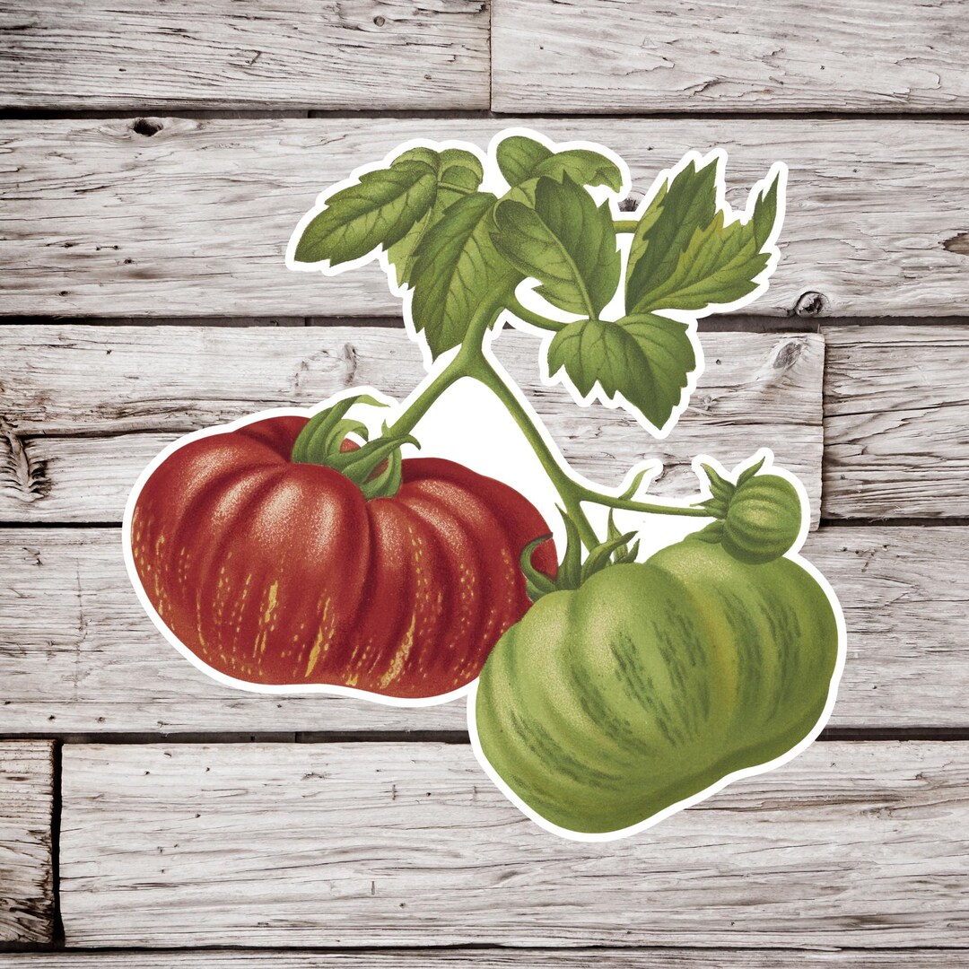 Sticker Toomatoes Tomato Sticker, Vegetable Sticker, Fruit Sticker, Botanical Sticker ...