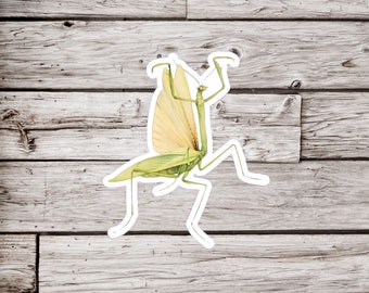 Praying Mantis Sticker, Mantis Sticker, Insect Sticker, Bug Sticker, Waterproof Sticker, Entomology Sticker, Nature Sticker