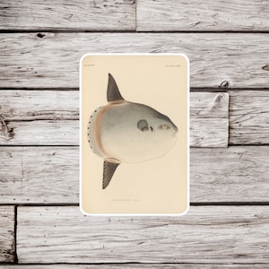 Ocean Sunfish Sticker, Mola mola Sticker,  Vintage Ocean Sunfish Sticker, Waterproof Sticker, Sunfish Sticker, Fish Sticker, Nature Sticker