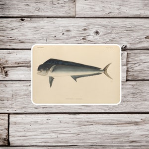 Mahi Mahi Sticker or Magnet, Dolphinfish Sticker, Fish Magnet, Waterproof Sticker, Vintage Fish Sticker, Mahi Mahi Magnet, Fish Magnet