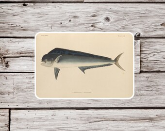 Mahi Mahi Sticker, Dolphinfish Sticker, Fish Sticker, Waterproof Sticker, Vintage Fish Sticker, Fishing Sticker, Tropical Fish Sticker