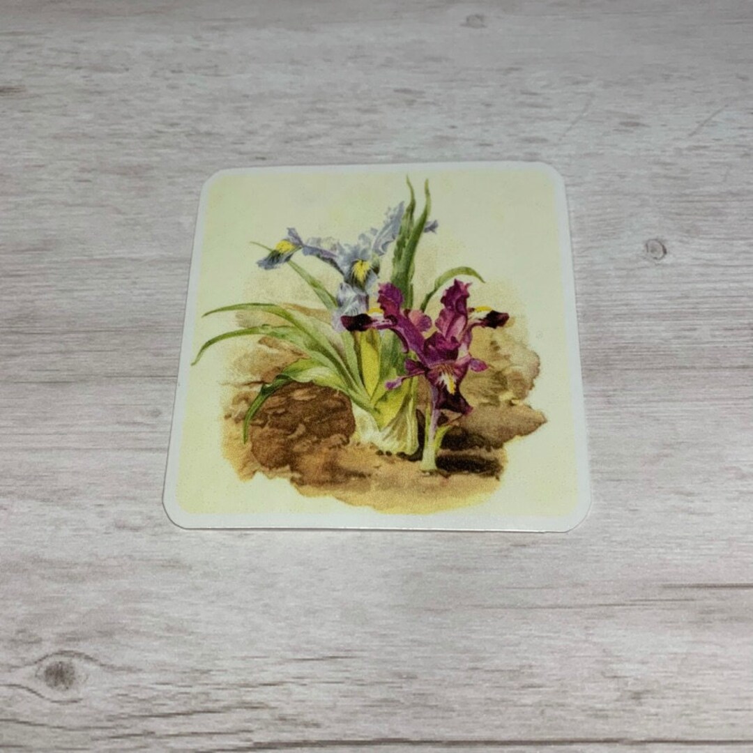 Flower Sticker or Magnet, Vintage Flower Sticker, Botany Sticker ...