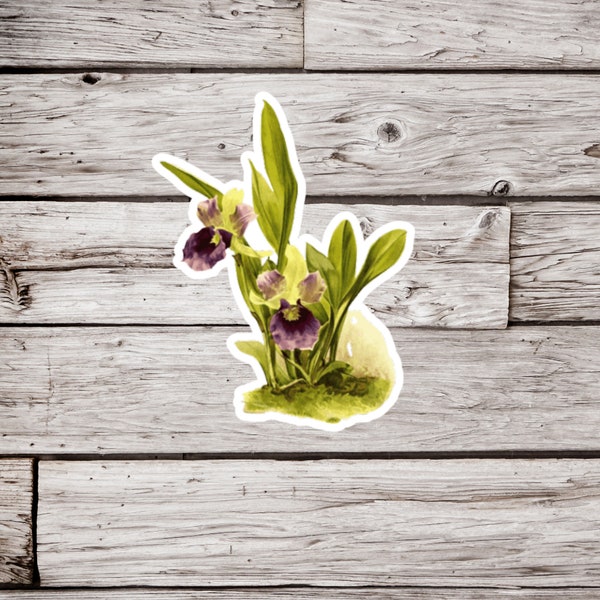 Orchid Zygopetalum Sticker or Magnet, Vintage Orchid Sticker, Botanical Sticker, Flower Sticker, Wildflower Sticker, Orchid Magnet