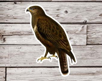Eagle Sticker, Hawk Sticker, Bird Sticker, Ornithology Sticker, Animal Sticker, Wildlife Sticker, Natural History Sticker, Nature Sticker