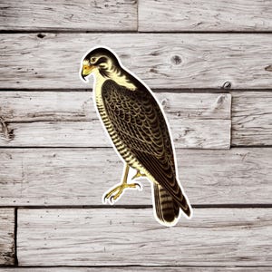 Peregrine Falcon Sticker, Falcon Sticker, Bird Sticker, Vintage Bird Sticker, Wildlife Sticker, Waterproof Sticker, Ornithology Sticker