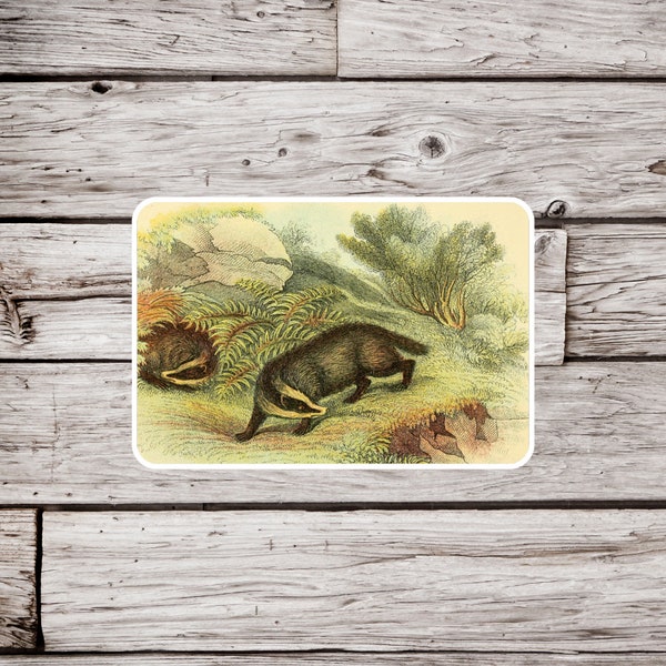 Badger Sticker, Natural History Sticker, Waterproof Sticker, Vintage Badger Sticker, Wildlife Sticker, Animal Sticker, Badger Fridge Magnet