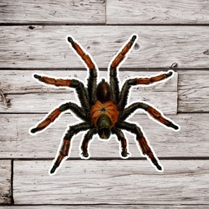 Tarantula Sticker, Spider Sticker, Arachnid Sticker, Nature Sticker, Natural History Sticker, Bug Sticker, Insect Sticker