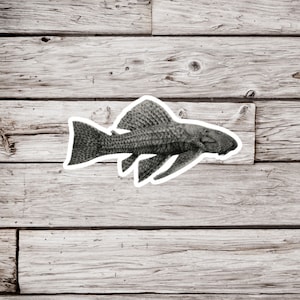 Plecostomus Sticker, Pleco Fish Sticker, Suckermouth Catfish Sticker, Fish Sticker, Waterproof Sticker, Catfish Sticker, Nature Sticker