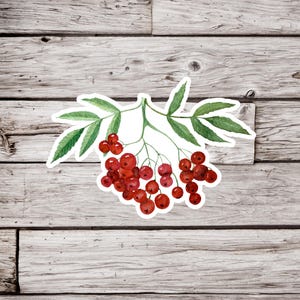 Rowan Berry Sticker, Mountain Ash Sticker, Rowan Sticker, Berry Sticker, Plant Sticker, Nature Sticker, Botanical Sticker, Fruit Sticker