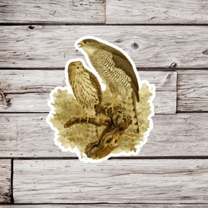 Hawk Sticker, Bird Sticker, Vintage Bird Sticker, Wildlife Sticker, Animal Sticker, Waterproof Sticker, Ornithology Sticker