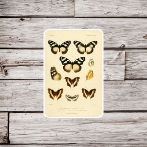 Butterfly Sticker, Lepidoptery Sticker, Natural History Sticker, Insect Sticker, Vintage Butterfly Sticker, Moth Sticker
