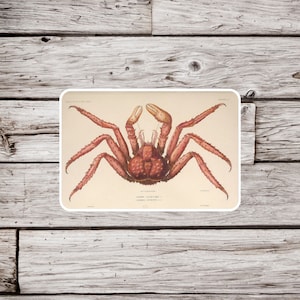 Crab Sticker, Crustacean Sticker, Ocean Sticker, Beach Sticker, Waterproof Sticker, Vintage Crab Sticker, Natural History Sticker