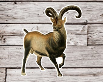 Könnte beinhalten: Eine Vintage-Illustration einer braunen und schwarzen Bergziege mit großen, gekrümmten Hörnern. Die Ziege steht auf einem hellbraunen Holzgrund.