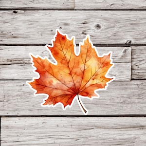 May include: A single orange and yellow maple leaf with a white outline on a gray wood background.
