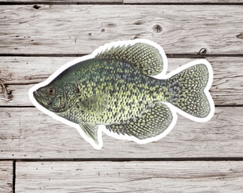 Crappie Sticker, Fish Sticker, Waterproof Sticker, Pan Fish Sticker, Fishing Sticker, Fisherman Sticker, Lake Sticker, Nature Sticker