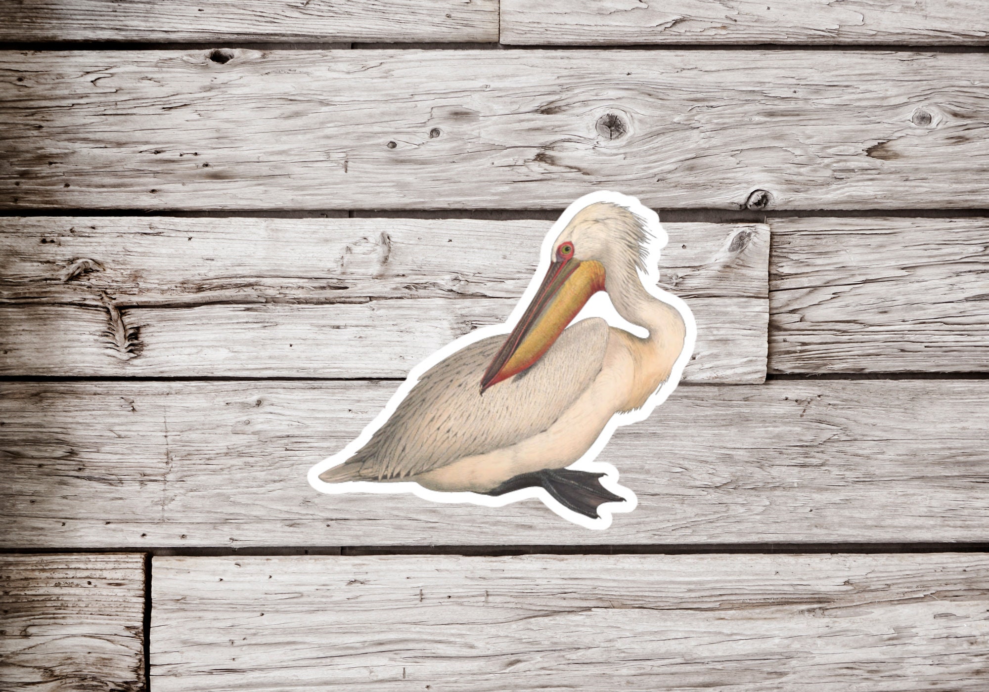 Birder on Board Car Magnet — Pelican Harbor Seabird Station