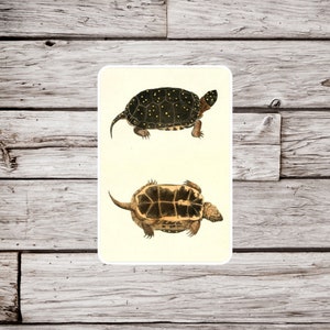May include: Two black and yellow turtles with brown shells. The top turtle is facing right and the bottom turtle is facing left.
