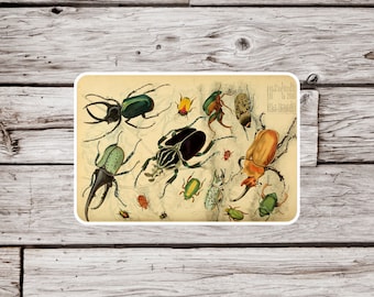 Beetle Sticker or Magnet, Beetle Magnet, Vintage Beetle Sticker, Entomology Sticker, Waterproof Sticker, Insect Magnet