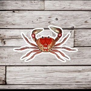 Crab Sticker, Crustacean Sticker, Ocean Sticker, Beach Sticker, Natural History Sticker, Waterproof Sticker, Vintage Crab Sticker