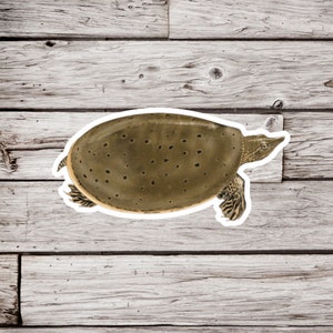 May include: A brown and tan softshell turtle with a flat, oval-shaped shell. The turtle is on a light brown wooden background.