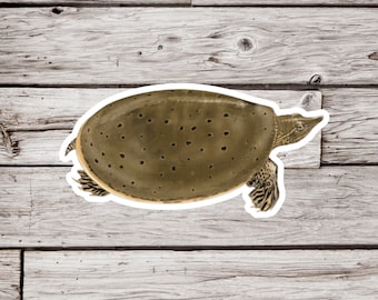 Softshell Turtle Sticker, Spotted Softshell Turtle Sticker, Turtle Sticker, Reptile Sticker, Animal Sticker, Waterproof Sticker