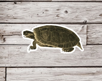 Painted Turtle Shell Sticker, Painted Turtle Sticker, Waterproof Sticker, Turtle Sticker, Turtle Bottom Sticker, Natural History Sticker
