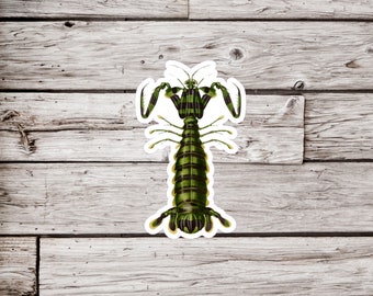 Mantis Sticker, Praying Mantis Sticker, Insect Sticker, Bug Sticker, Waterproof Sticker, Entomology Sticker, Natural History Sticker