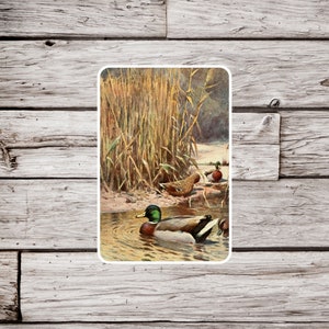 Mallard Duck Sticker, Duck Sticker, Mallard Sticker, Natural History Sticker, Ornithology Sticker, Bird Sticker, Wildlife Sticker