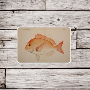Red Snapper Sticker, Tropical Fish Sticker, Fish Sticker, Fishing Sticker, Ichthyology Sticker, Waterproof Sticker, Nature Sticker